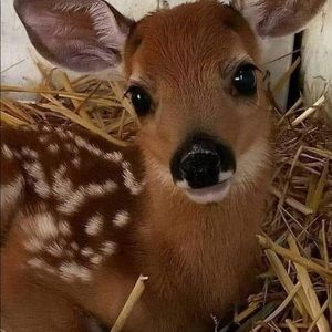 Meet your Posher, Jaydene